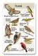 Forest SongCard.jpg